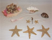 Sea shell lot w/ starfish.