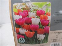 50-Pk Tasc Tulipa Triumph Orange/Pink/White Bulbs