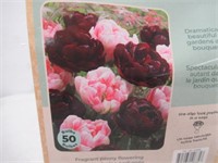 50-Pk Tasc Tulipa Double Late Finola Ruby