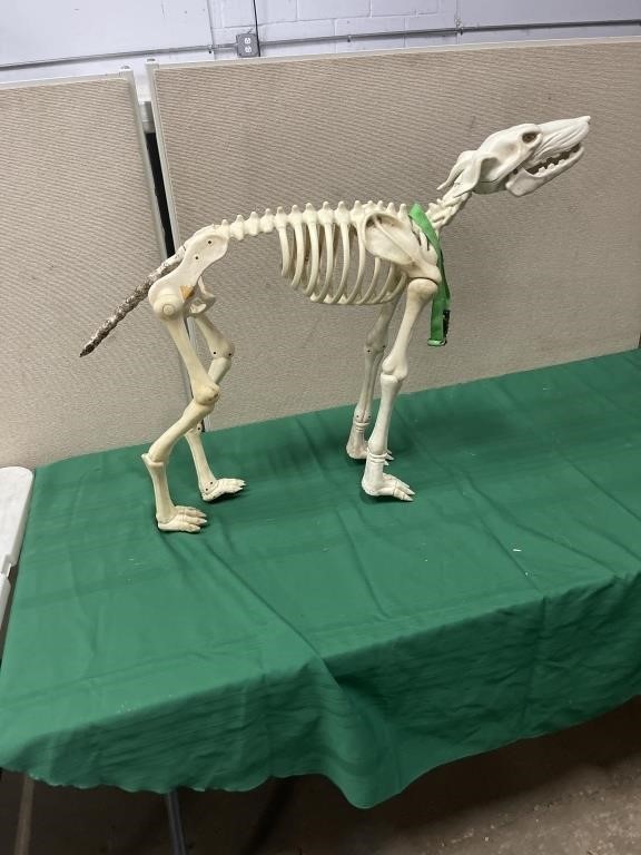 26 inch skeleton dog