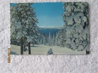 Postcard Scalloped Edge North Lake Tahoe Forests