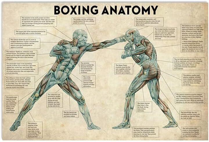 CCPARTON Boxing Anatomy Metal Sign  8x12 Inches