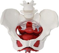 Female Pelvis Anatomy Model, Pelvic Floor Muscles