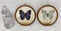 Vintage Framed Brazilian Morpho Real Butterflies