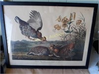 Lithograph Pinnated Grouse Havel 1834
