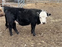 Yearling heifer, exposed. See description.