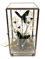 Urania Leilus Taxidermy Glass Terrarium
