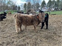 2 year old Highland bull. 38”