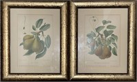 PAIR OF FRAMED PEAR PRINTS 14.75in T x 11.5in W