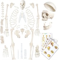 $116  Evotech 67 inch Human Skeleton Model