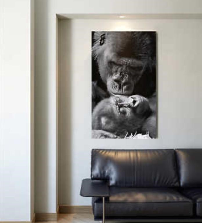Appollo - Gorilla 76 cm x 127 cm (30 in. x 50