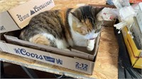 She’s A Box Girl!