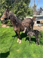 Hackney pony mare & week old blue roan stud colt