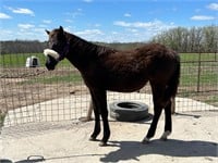 Coming yearling AQHA filly. She is halter broke