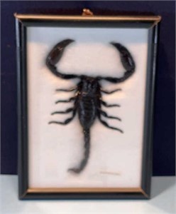 Real Giant Scorpion Palamersus professional frame