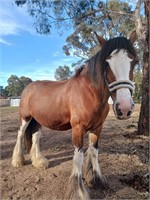 (VIC) JESSIE - CLYDESDALE MARE