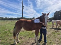 (VIC) EVIE - CLYDESDALE X FILLY