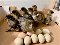 Unsexed-9 Chicks-Hatched April 6