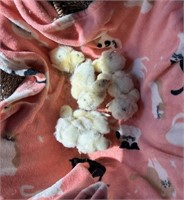 Unsexed-5 Ameracauna Mix Chicks