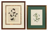 Lot of Two Framed Butterfly Prints - Edwards, etc.