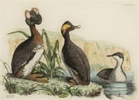 Prideaux John Selby Engraving of Grebe Birds.