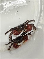 Red Mangrove Crab