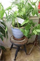 Potted Plant and Old Organ Stool