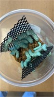 12 Count Hornworms