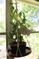 Plant w/ Macrame Hanging Shelf