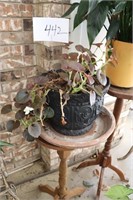 live begonia plant and stand