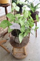 green plant and stand