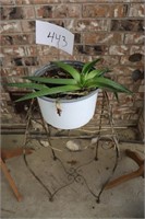Aloe plant and stand