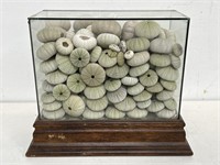 Large glass display of sea urchin shells 
11” h.