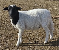 Ram Lamb-Purebred Dorper-Born in December