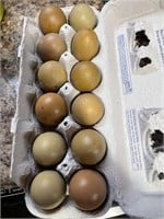 1-Doz Back crossed olive egger hatching eggs
