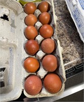 1-Doz Black copper Maran hatching eggs