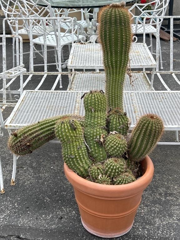 Potted live cactus plant, 35” h.