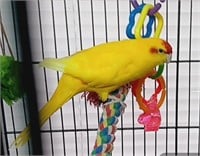 Yellow female kakariki, 2.5 years old, tame,