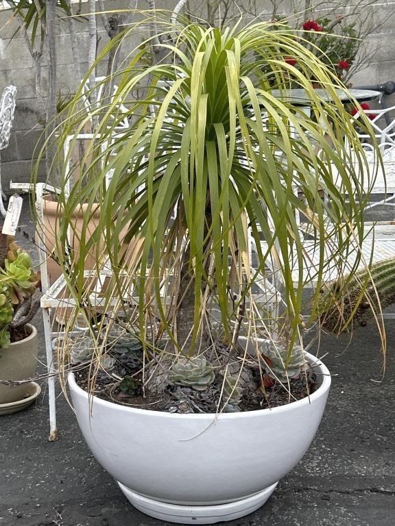 Potted live ponytail palm tree & succulents plant