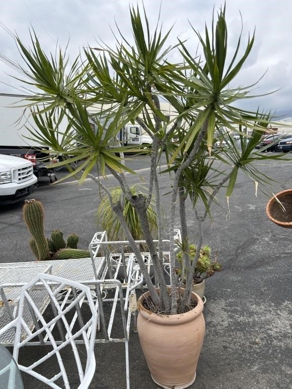 Large 70" live potted Dracaena palm plant