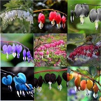 Dicentra Spectabilis Seeds for Planting - 100 Blee