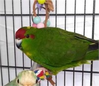 Green pied male kakariki, big stocky bird