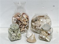 Large collection of sea shells in vases 
Tallest
