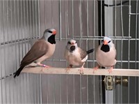 Proven pair shaft-tailed finches with baby