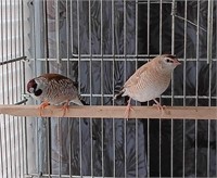 Proven pair plum-headed finches. Female is fawn
