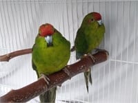 Wild-type pair kakariki parrots