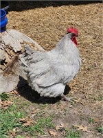 Seven month old lavender orpington rooster