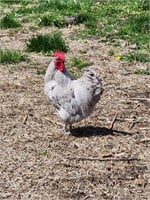 seven month old lavender Orpington rooster
