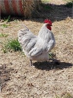 Seven month old lavender Orpington rooster