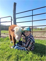 Mini  Hereford bull calf out of tiny parents